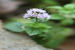 Pogostemon heyneanus